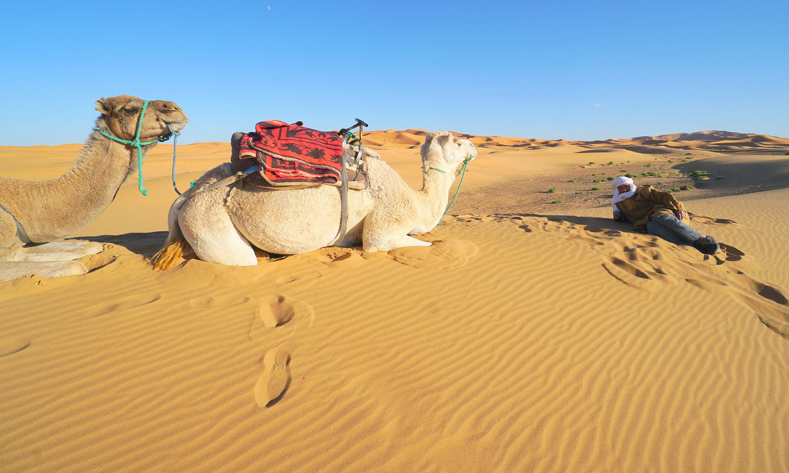 CAMEL TREKKING