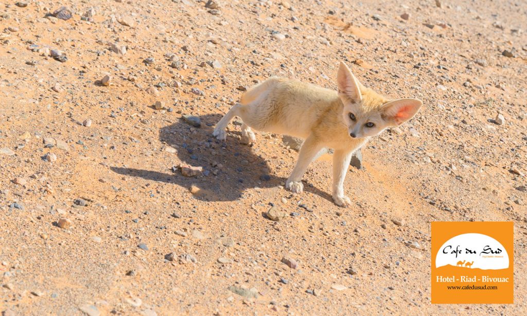 DESERT FOX MOROCCO
